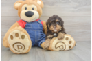 Sweet Pudle Purebred Puppy