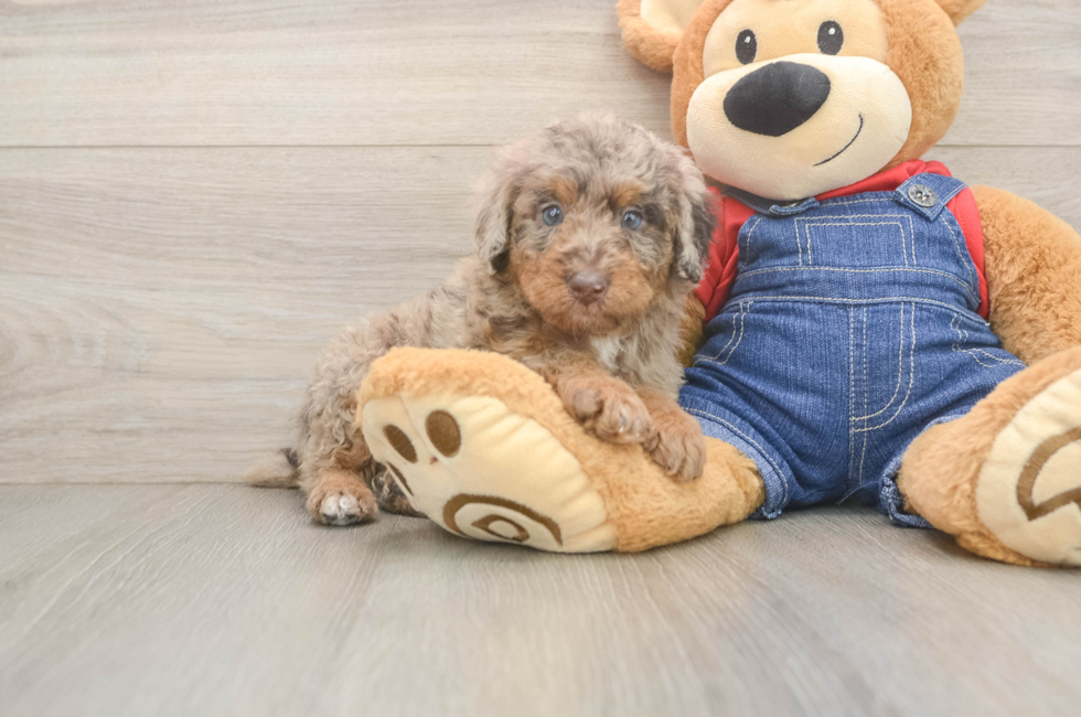 5 week old Poodle Puppy For Sale - Florida Fur Babies