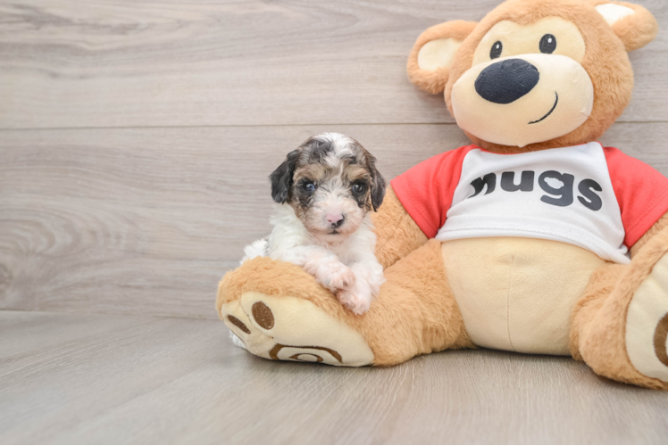 Poodle Pup Being Cute