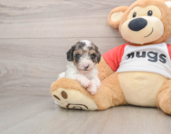 9 week old Poodle Puppy For Sale - Florida Fur Babies
