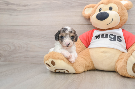 Poodle Pup Being Cute