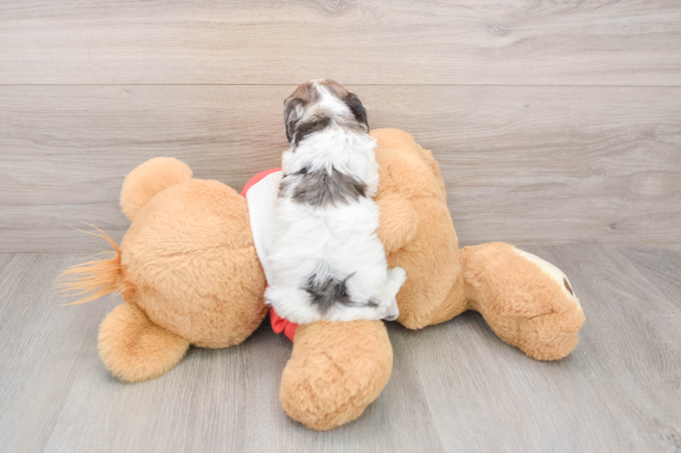 Hypoallergenic Poodle Purebred Pup