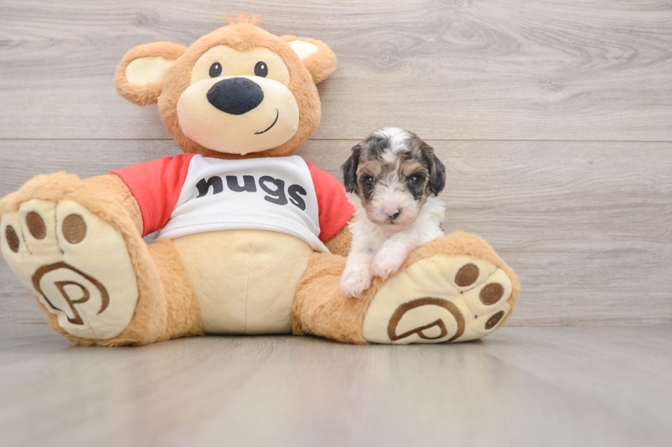 Poodle Pup Being Cute
