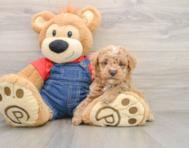 6 week old Poodle Puppy For Sale - Florida Fur Babies