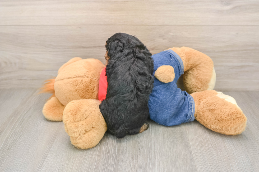 Poodle Puppy for Adoption
