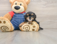 6 week old Poodle Puppy For Sale - Florida Fur Babies