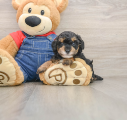 5 week old Poodle Puppy For Sale - Florida Fur Babies