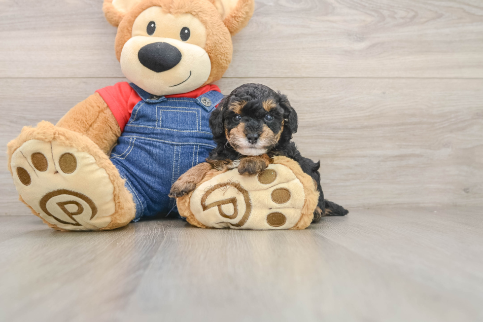 Popular Poodle Purebred Pup
