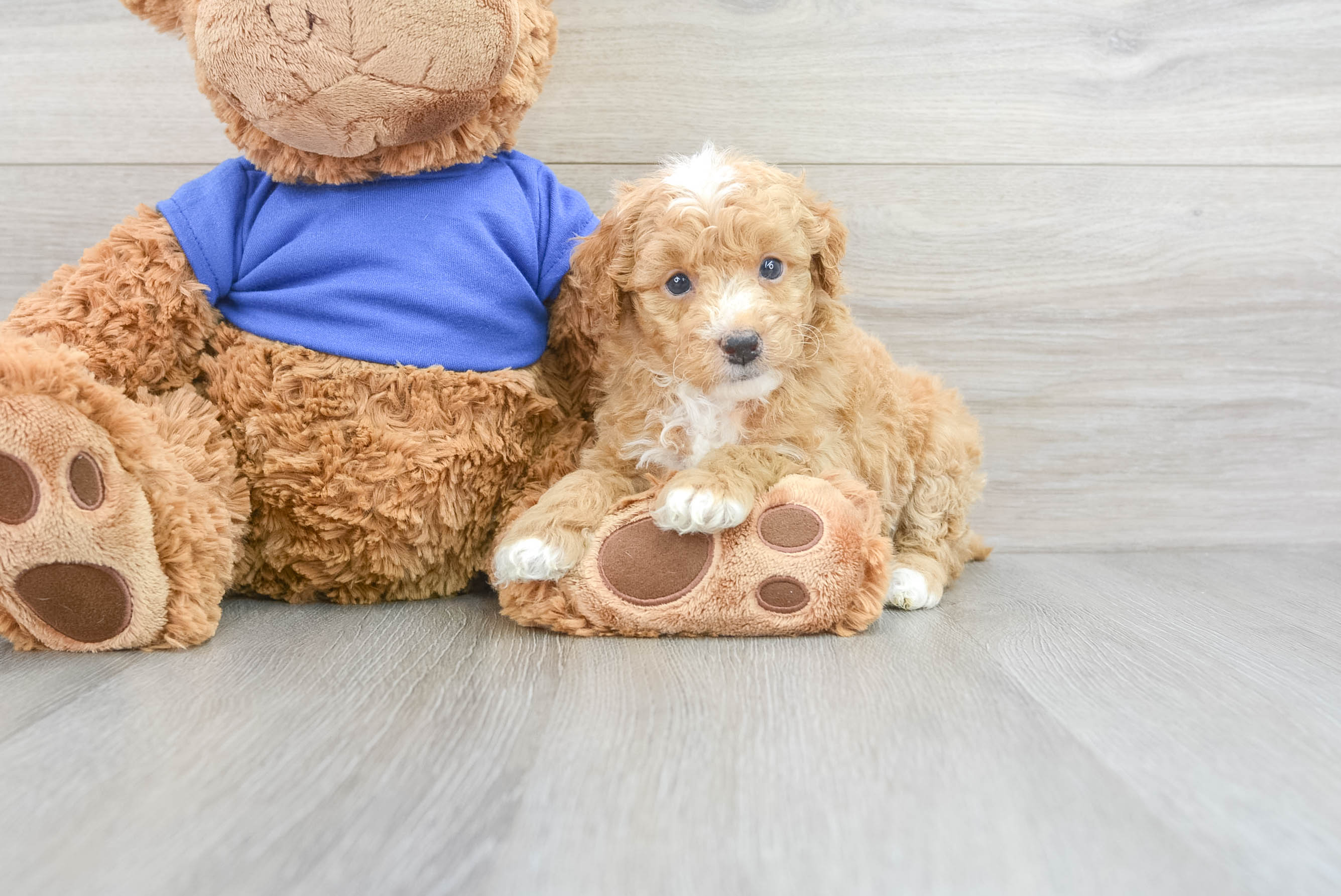 Teddy bear poodle outlet puppies for sale