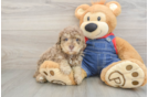 Friendly Poodle Purebred Pup