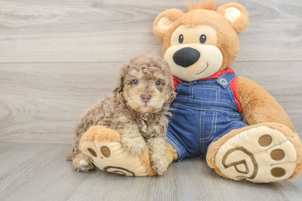 Friendly Poodle Purebred Pup