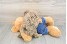 Best Poodle Baby