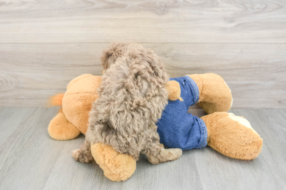 Best Poodle Baby