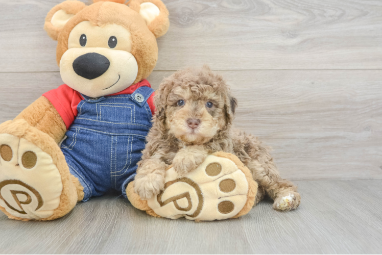 Best Poodle Baby