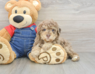 6 week old Poodle Puppy For Sale - Florida Fur Babies
