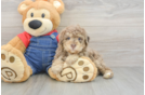 Best Poodle Baby