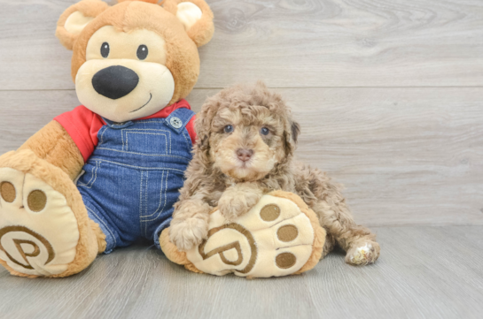 Best Poodle Baby