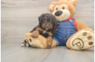 Best Poodle Baby