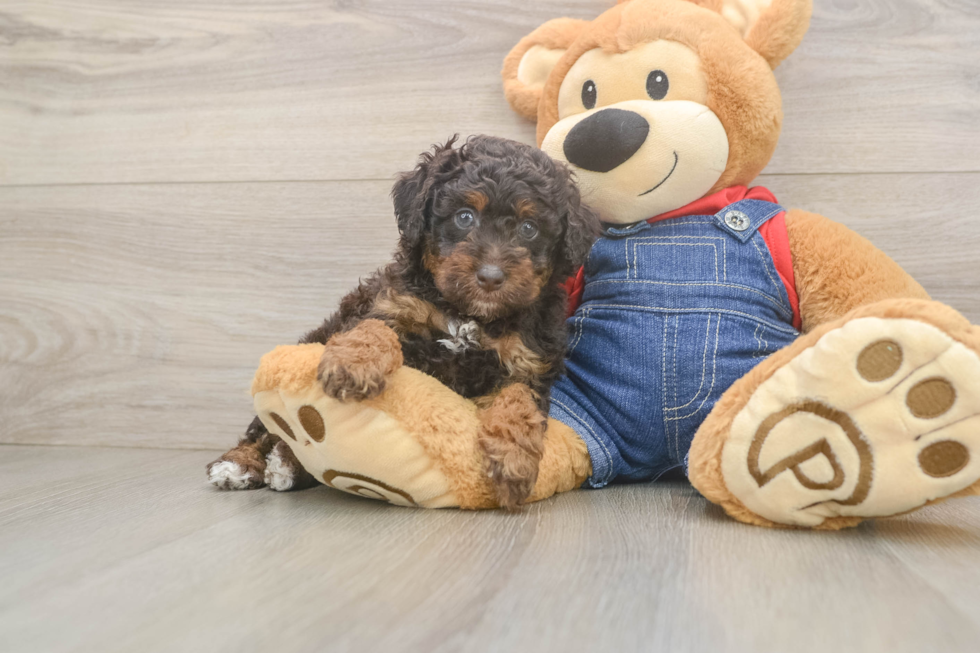 Best Poodle Baby