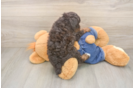 Popular Poodle Purebred Pup