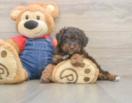 7 week old Poodle Puppy For Sale - Florida Fur Babies