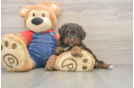 Poodle Puppy for Adoption