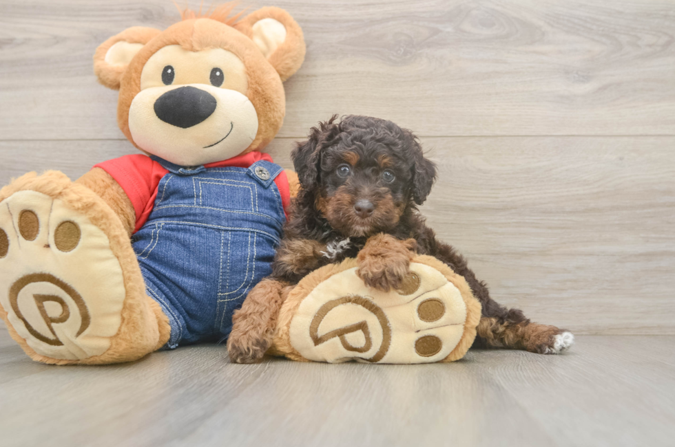 5 week old Poodle Puppy For Sale - Florida Fur Babies