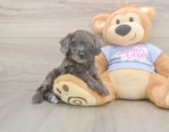 7 week old Poodle Puppy For Sale - Florida Fur Babies