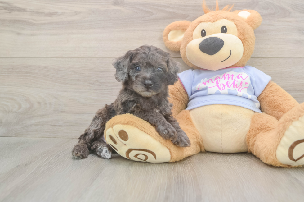 5 week old Poodle Puppy For Sale - Florida Fur Babies