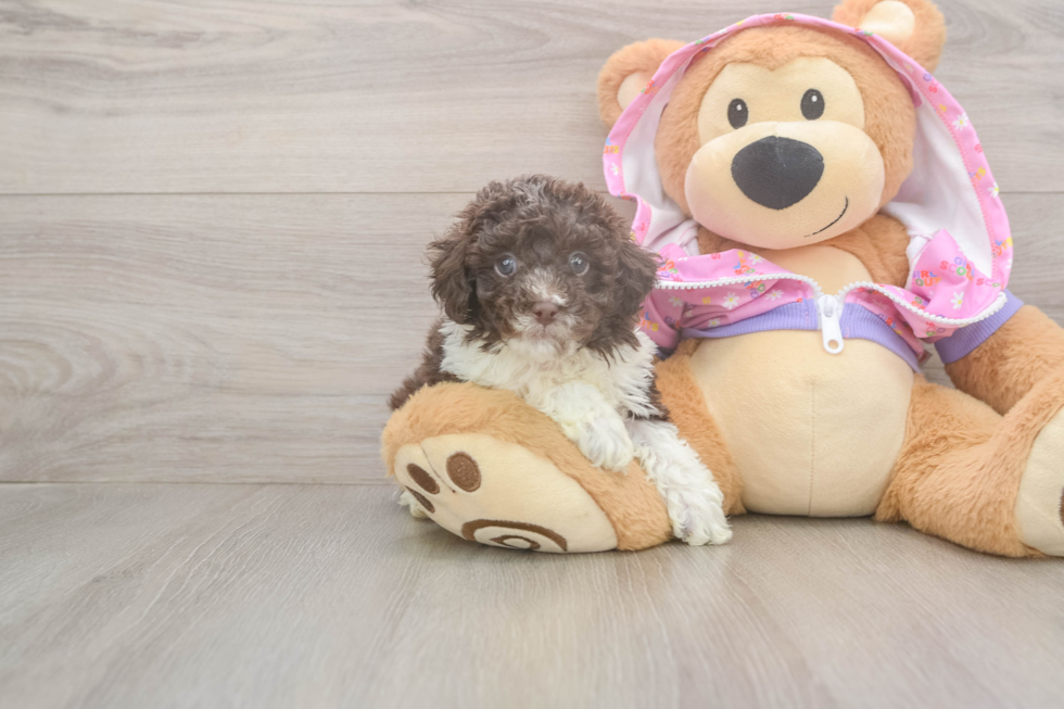 Hypoallergenic Poodle Baby