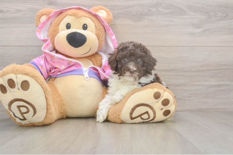 Poodle Puppy for Adoption