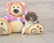 7 week old Poodle Puppy For Sale - Florida Fur Babies
