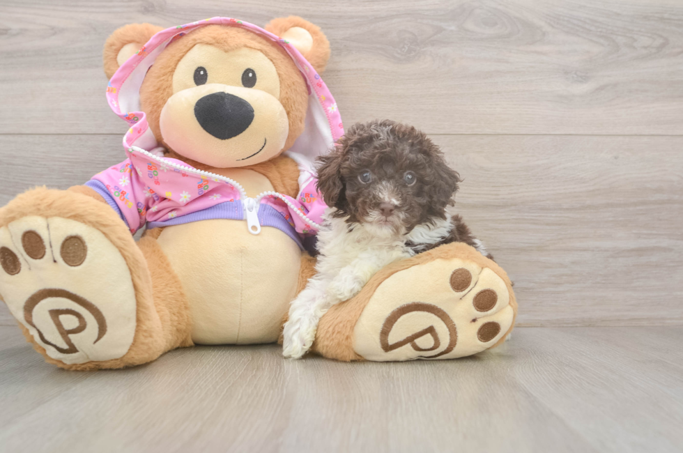 5 week old Poodle Puppy For Sale - Florida Fur Babies