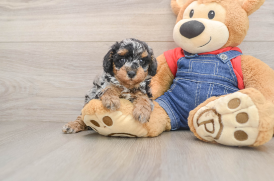 Best Poodle Baby