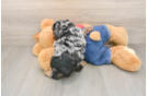 Best Poodle Baby