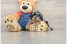 Funny Poodle Purebred Pup