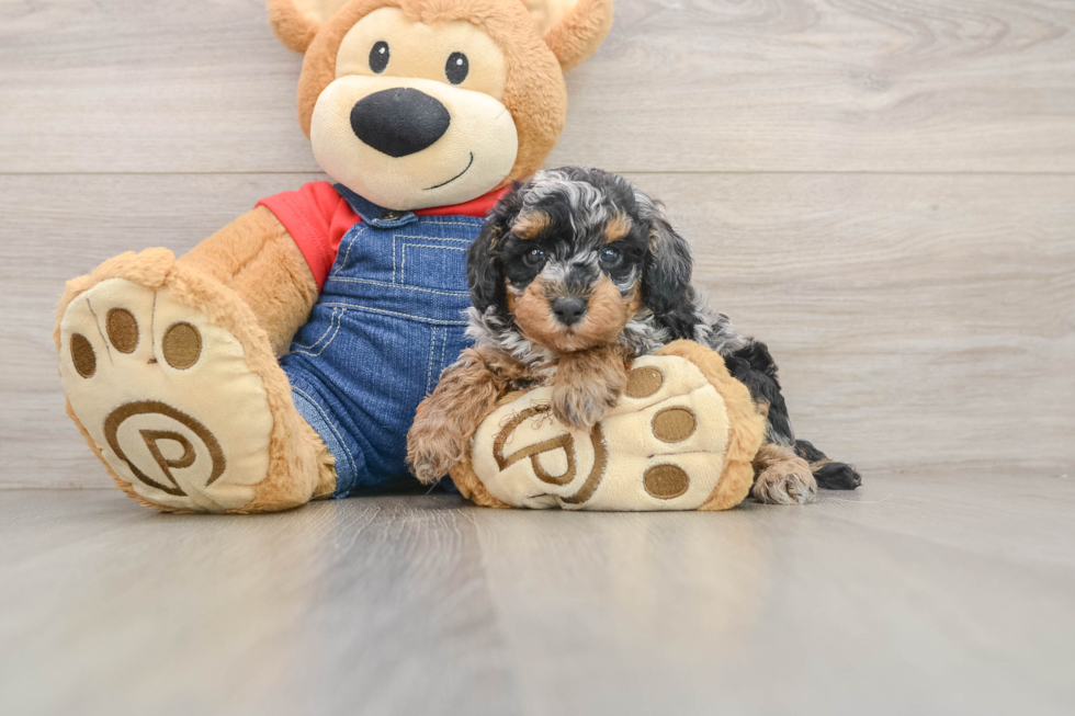 Funny Poodle Purebred Pup