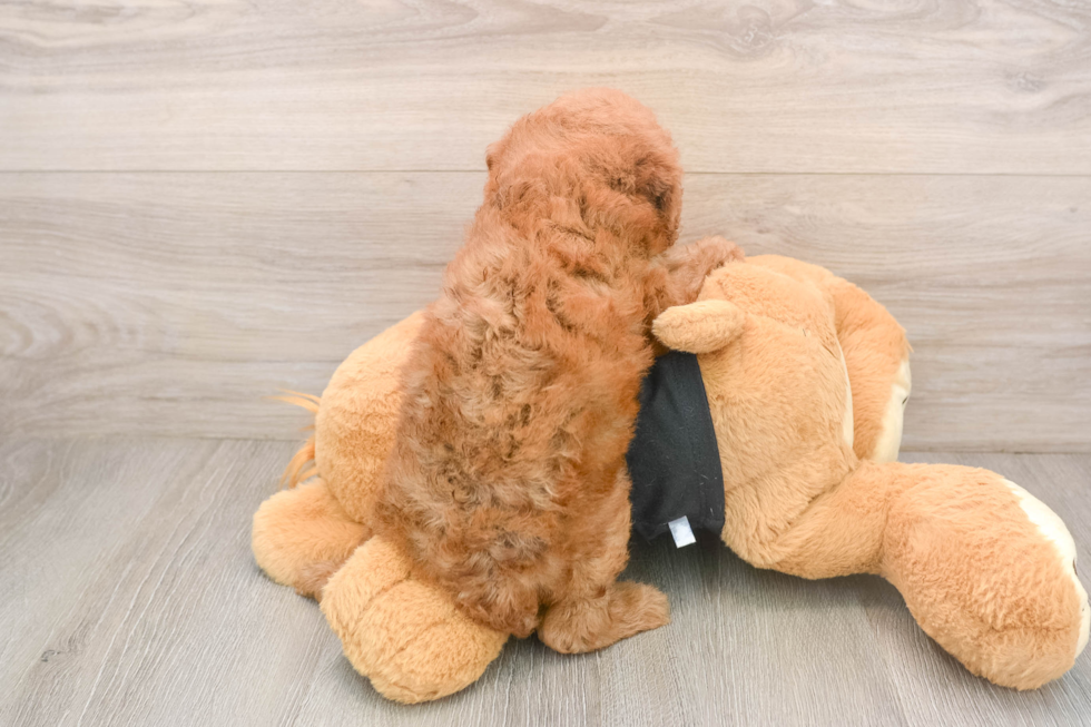 Little Poodle Purebred Pup