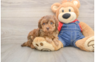 Poodle Pup Being Cute