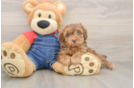 Funny Poodle Baby
