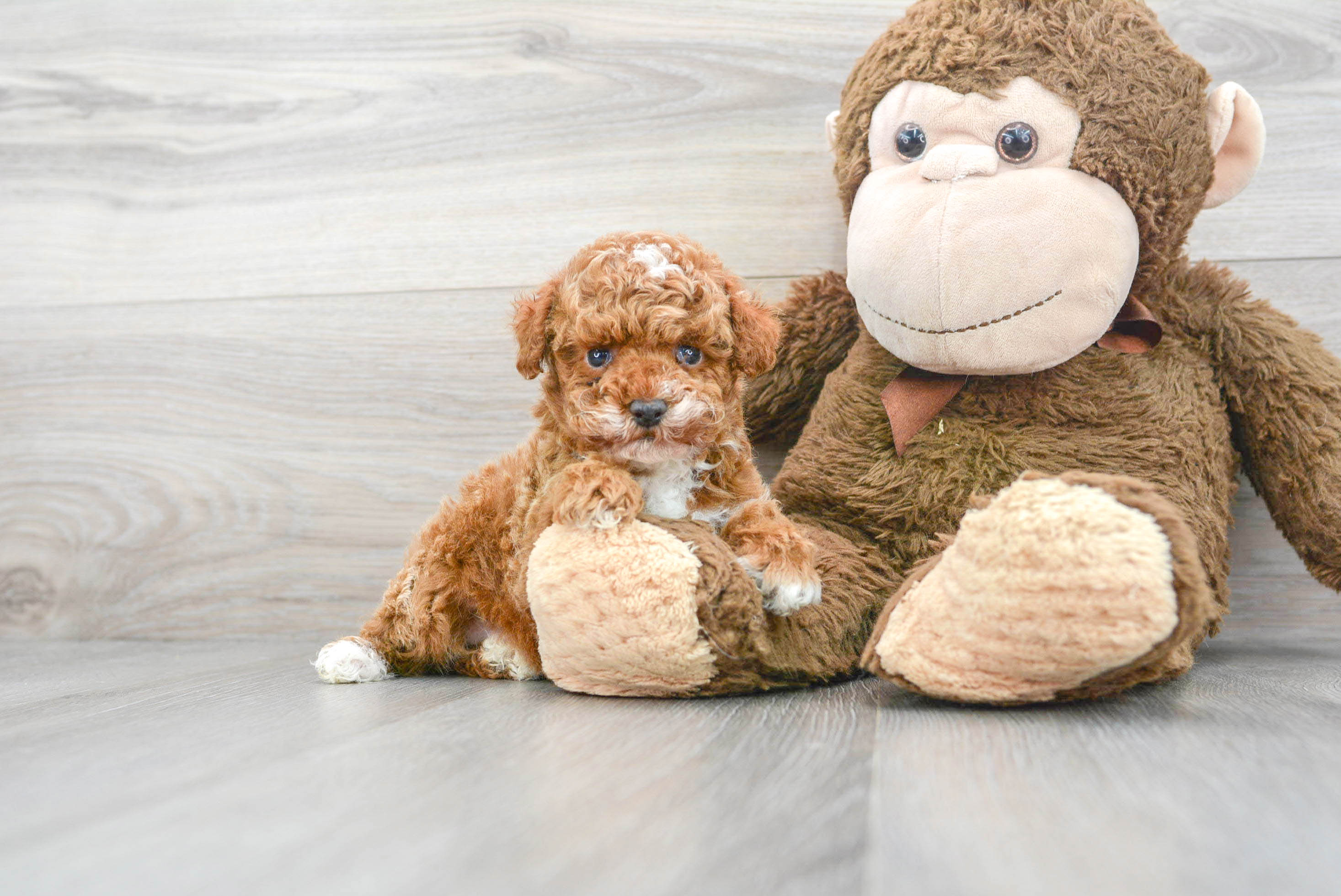 toy poodle puppy for sale near me