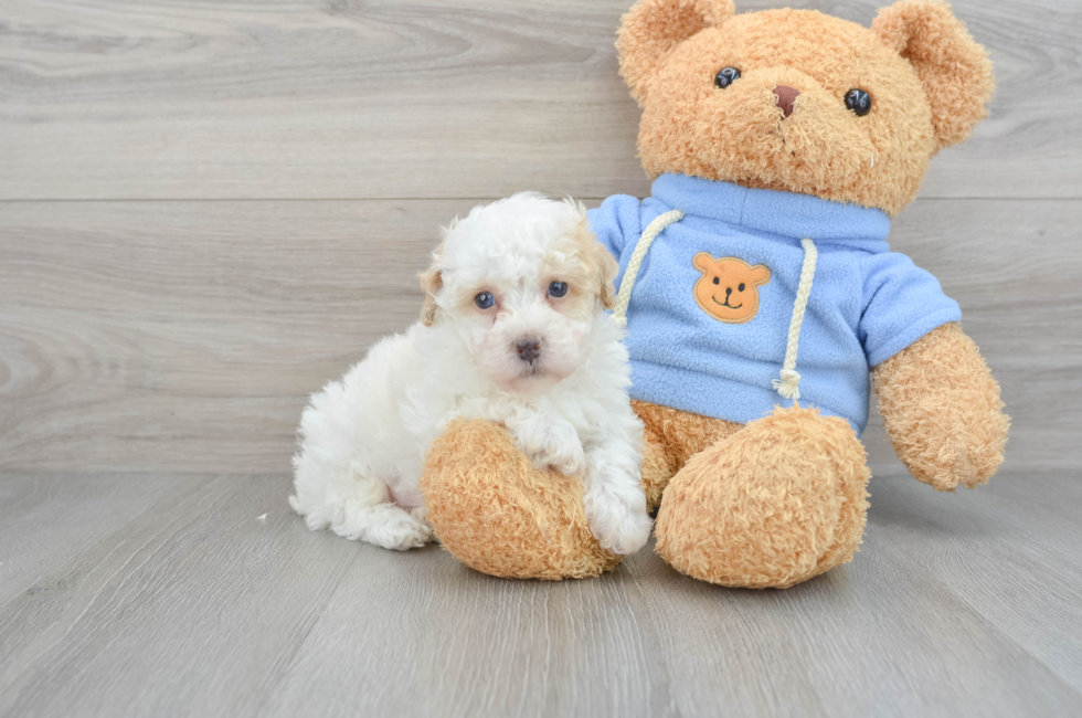 red toy poodle  Teddy bear poodle, Toy poodle puppies, Poodle puppy