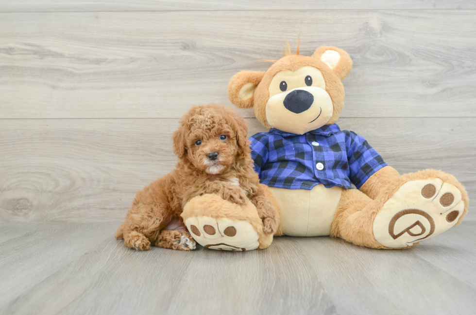 5 week old Poodle Puppy For Sale - Florida Fur Babies