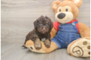 Poodle Puppy for Adoption