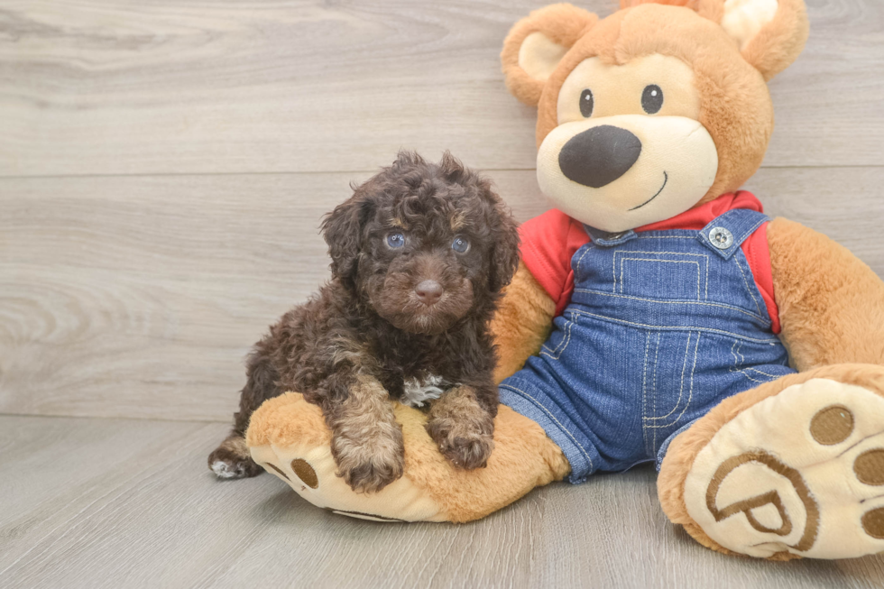 Poodle Puppy for Adoption