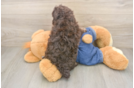 Friendly Poodle Baby