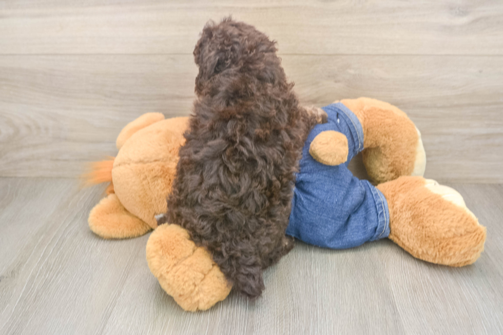 Friendly Poodle Baby