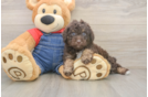 Friendly Poodle Purebred Pup