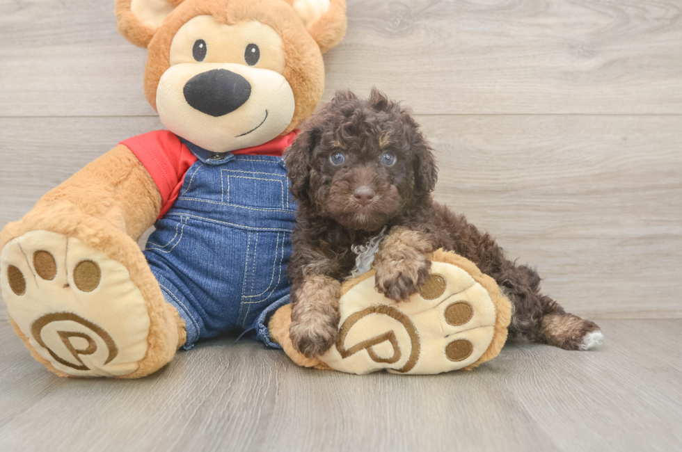 5 week old Poodle Puppy For Sale - Florida Fur Babies