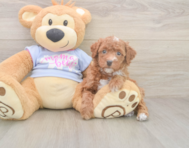 8 week old Poodle Puppy For Sale - Florida Fur Babies